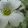 Fotografia 8 da espécie Cerastium tomentosum do Jardim Botânico UTAD