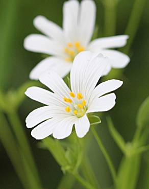 Fotografia 10 da espécie Cerastium tomentosum no Jardim Botânico UTAD