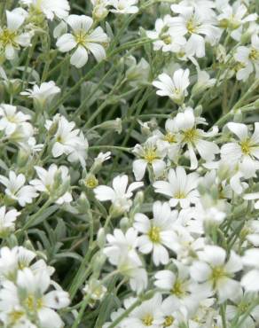 Fotografia 12 da espécie Cerastium tomentosum no Jardim Botânico UTAD