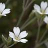 Fotografia 13 da espécie Cerastium tomentosum do Jardim Botânico UTAD