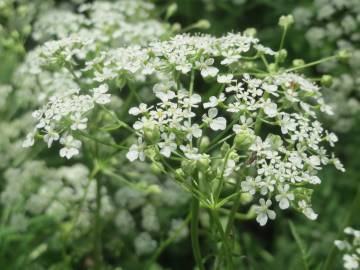 Fotografia da espécie Chaerophyllum temulum