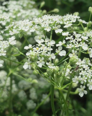 Fotografia de capa Chaerophyllum temulum - do Jardim Botânico