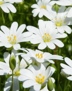 Fotografia 15 da espécie Cerastium tomentosum no Jardim Botânico UTAD