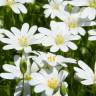 Fotografia 15 da espécie Cerastium tomentosum do Jardim Botânico UTAD