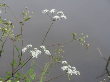 Fotografia da espécie Chaerophyllum temulum