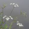 Fotografia 4 da espécie Chaerophyllum temulum do Jardim Botânico UTAD