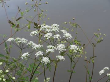 Fotografia da espécie Chaerophyllum temulum