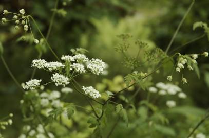 Fotografia da espécie Chaerophyllum temulum