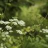 Fotografia 6 da espécie Chaerophyllum temulum do Jardim Botânico UTAD