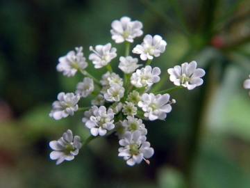 Fotografia da espécie Chaerophyllum temulum