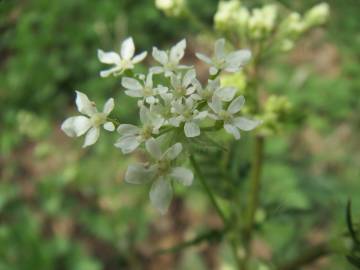 Fotografia da espécie Chaerophyllum temulum