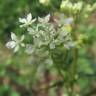 Fotografia 8 da espécie Chaerophyllum temulum do Jardim Botânico UTAD