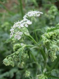 Fotografia da espécie Chaerophyllum temulum