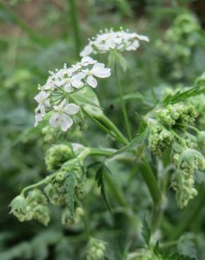 Fotografia 9 da espécie Chaerophyllum temulum no Jardim Botânico UTAD