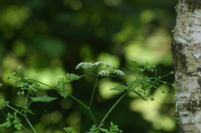 Fotografia da espécie Chaerophyllum temulum