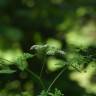 Fotografia 10 da espécie Chaerophyllum temulum do Jardim Botânico UTAD