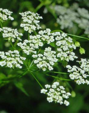 Fotografia 11 da espécie Chaerophyllum temulum no Jardim Botânico UTAD