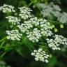 Fotografia 11 da espécie Chaerophyllum temulum do Jardim Botânico UTAD