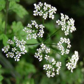 Fotografia da espécie Chaerophyllum temulum