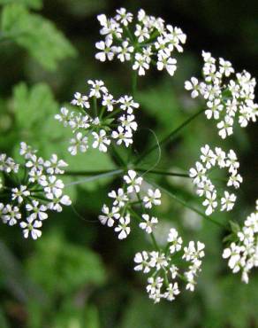 Fotografia 12 da espécie Chaerophyllum temulum no Jardim Botânico UTAD