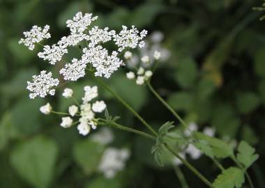 Fotografia da espécie Chaerophyllum temulum