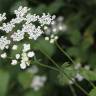 Fotografia 13 da espécie Chaerophyllum temulum do Jardim Botânico UTAD