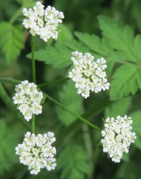 Fotografia 14 da espécie Chaerophyllum temulum no Jardim Botânico UTAD