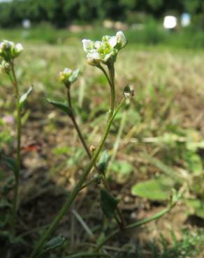 Fotografia 3 da espécie Cochlearia danica no Jardim Botânico UTAD