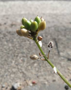 Fotografia 4 da espécie Cochlearia danica no Jardim Botânico UTAD