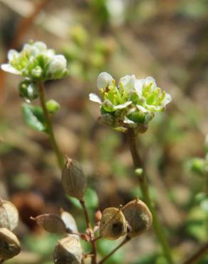 Fotografia 5 da espécie Cochlearia danica no Jardim Botânico UTAD