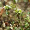 Fotografia 5 da espécie Cochlearia danica do Jardim Botânico UTAD