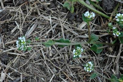 Fotografia da espécie Cochlearia danica