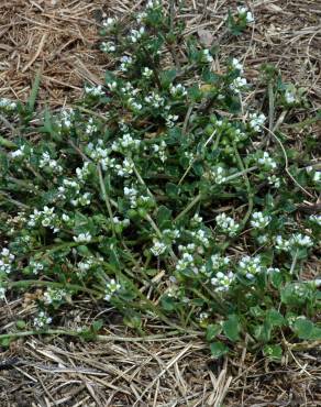 Fotografia 9 da espécie Cochlearia danica no Jardim Botânico UTAD