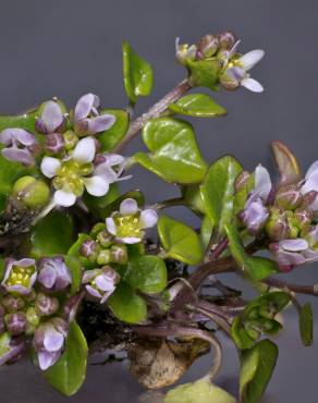 Fotografia 10 da espécie Cochlearia danica no Jardim Botânico UTAD