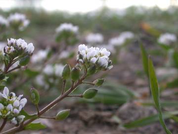 Fotografia da espécie Cochlearia danica