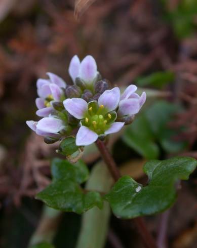 Fotografia de capa Cochlearia danica - do Jardim Botânico