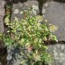 Fotografia 5 da espécie Erigeron canadensis do Jardim Botânico UTAD