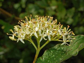 Fotografia da espécie Cornus sanguinea subesp. sanguinea