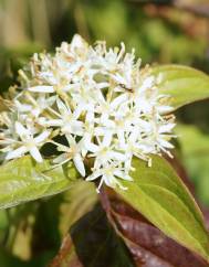 Cornus sanguinea subesp. sanguinea