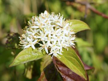 Fotografia da espécie Cornus sanguinea subesp. sanguinea