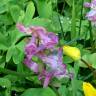 Fotografia 6 da espécie Corydalis cava subesp. cava do Jardim Botânico UTAD