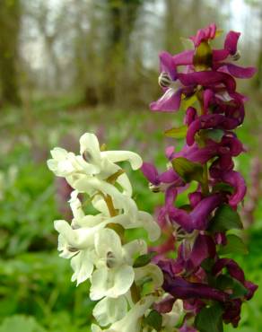 Fotografia 7 da espécie Corydalis cava subesp. cava no Jardim Botânico UTAD