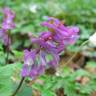 Fotografia 1 da espécie Corydalis cava subesp. cava do Jardim Botânico UTAD