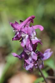 Fotografia da espécie Corydalis cava subesp. cava