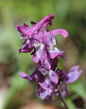 Fotografia 12 da espécie Corydalis cava subesp. cava no Jardim Botânico UTAD