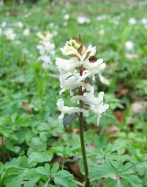 Fotografia 13 da espécie Corydalis cava subesp. cava no Jardim Botânico UTAD