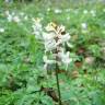Fotografia 13 da espécie Corydalis cava subesp. cava do Jardim Botânico UTAD