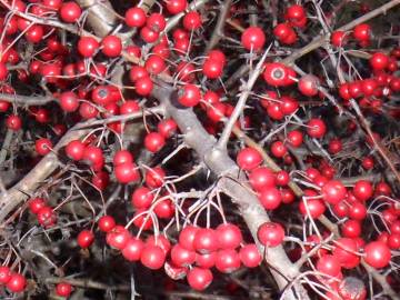 Fotografia da espécie Crataegus monogyna