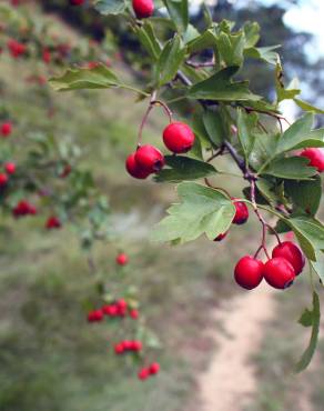 Fotografia 7 da espécie Crataegus monogyna no Jardim Botânico UTAD