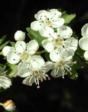 Fotografia 1 da espécie Crataegus monogyna no Jardim Botânico UTAD